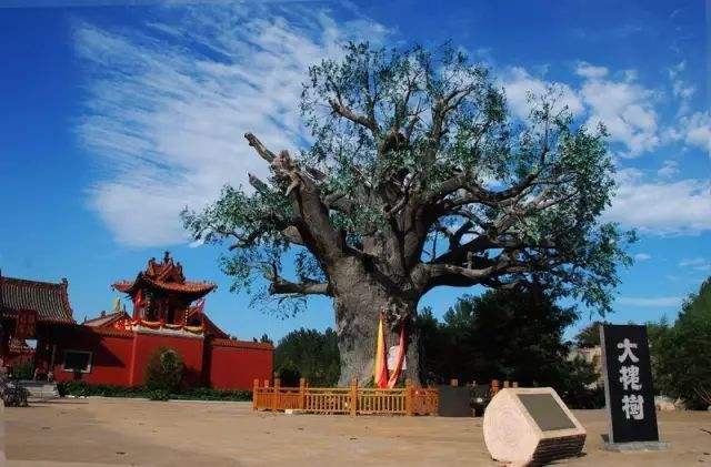 老人常说“五树进宅人穷家败”指的是哪5种树？你家种了吗？(图6)