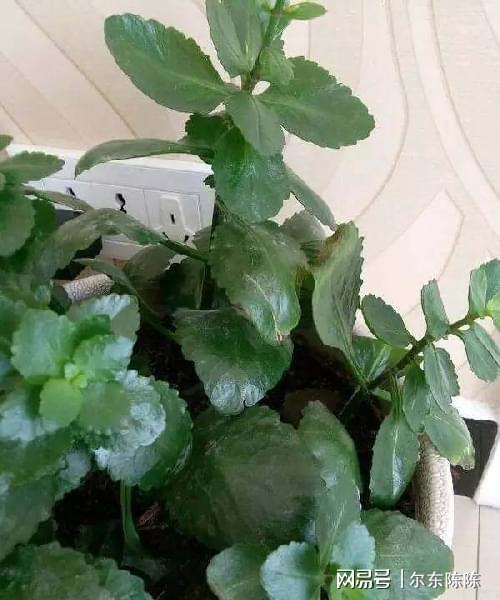 买花注意5个技巧再不会买到带病植物(图7)