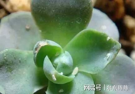 买花注意5个技巧再不会买到带病植物(图6)