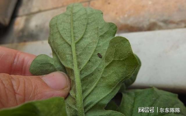 买花注意5个技巧再不会买到带病植物(图3)