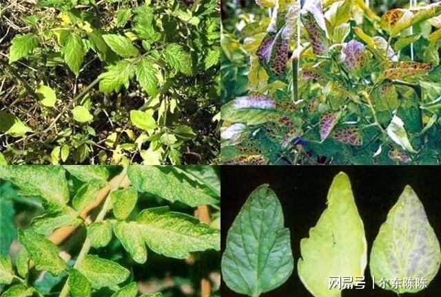 买花注意5个技巧再不会买到带病植物(图4)