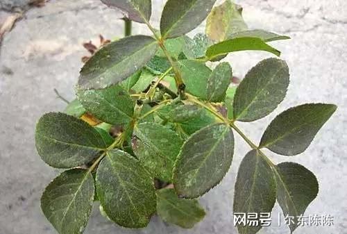 买花注意5个技巧再不会买到带病植物(图2)