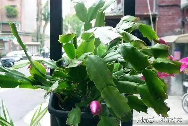 买花注意5个技巧再不会买到带病植物(图5)