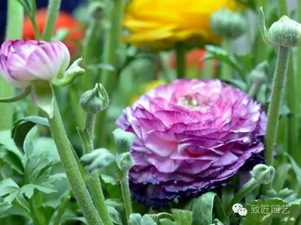 花卉市场买花的四个技巧(图2)