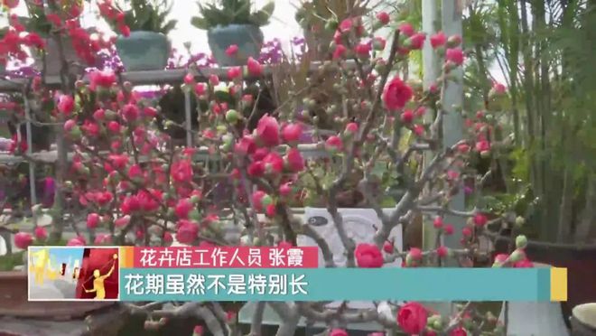 年味渐浓又到买花过年时啦(图1)