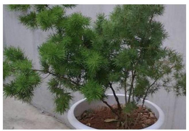 能“镇宅又聚财”的树每个都是财神爷千万不要随便送人！(图4)