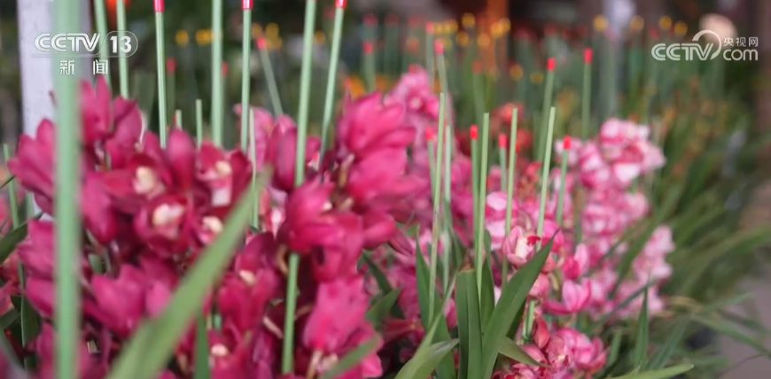 春节近年味浓“繁花”似锦节前买花也“冲刺”(图2)