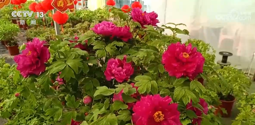 春节近年味浓“繁花”似锦节前买花也“冲刺”(图3)