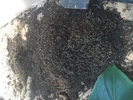 威廉希尔花市买花有门路4个窍门教你不再买到劣质花！(图2)