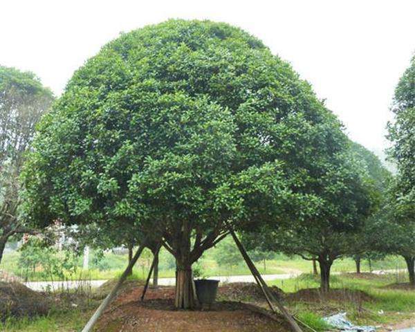 家门前万万要种这3种植物招财又能转好运难怪有钱人家都种(图3)