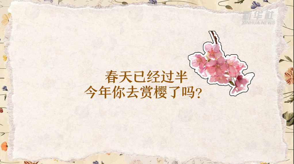 樱花樱桃樱桃花关于樱花的“冷知识”(图1)