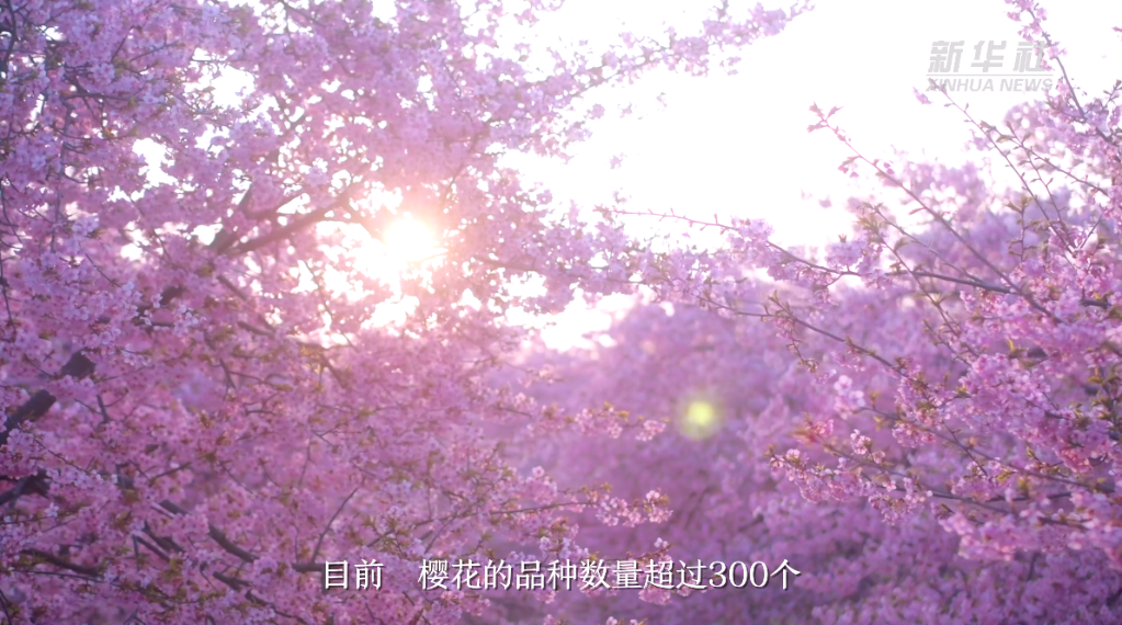 樱花樱桃樱桃花关于樱花的“冷知识”(图2)