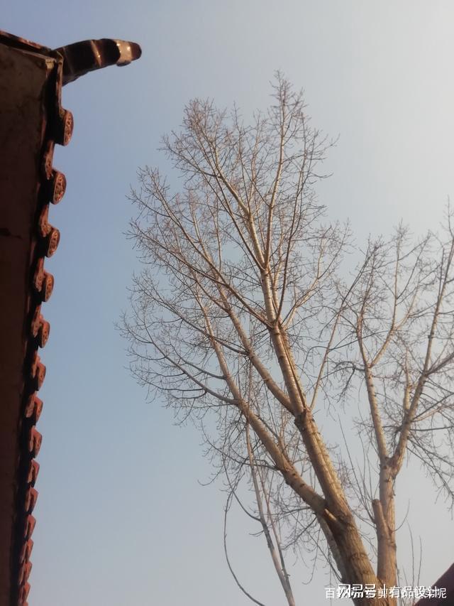 威廉希尔院子里忌讳种什么树？(图5)