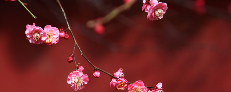 2月开什么花2月开的花有哪些(图1)