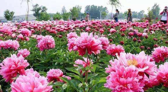 中花协力推牡丹为国花关于它的这些知识要知晓不然容易闹笑话(图4)