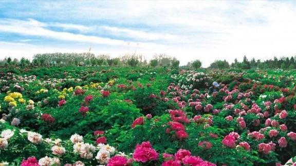 中花协力推牡丹为国花关于它的这些知识要知晓不然容易闹笑话(图6)