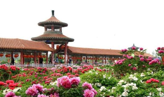 中花协力推牡丹为国花关于它的这些知识要知晓不然容易闹笑话(图8)
