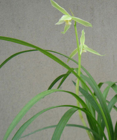 植物风水有学问20种花草带财运(图7)