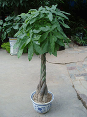 植物风水有学问20种花草带财运(图4)