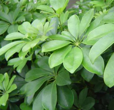 植物风水有学问20种花草带财运(图3)