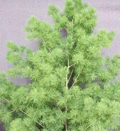 植物风水有学问20种花草带财运(图2)