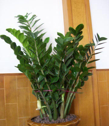 植物风水有学问20种花草带财运(图5)