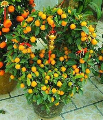 植物风水有学问20种花草带财运(图9)