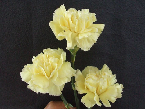 植物风水有学问20种花草带财运(图11)