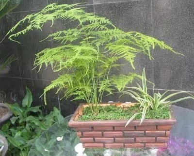 植物风水有学问20种花草带财运(图13)