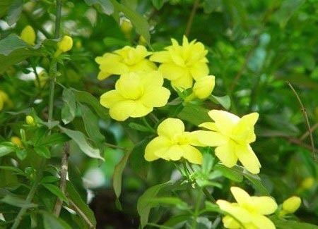 植物风水有学问20种花草带财运(图12)