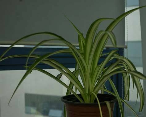 植物风水有学问20种花草带财运(图16)