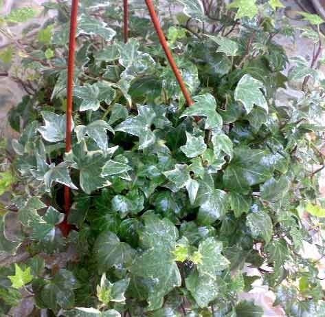 植物风水有学问20种花草带财运(图15)