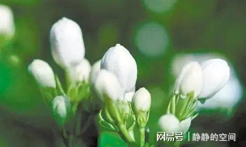 记住这三点会让茉莉花开得更加的漂亮(图1)