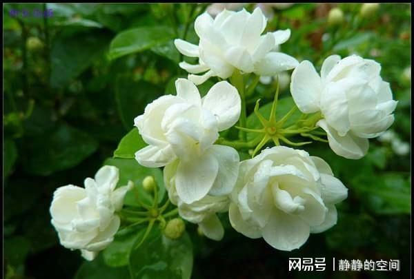 记住这三点会让茉莉花开得更加的漂亮(图2)