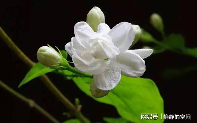 记住这三点会让茉莉花开得更加的漂亮(图3)