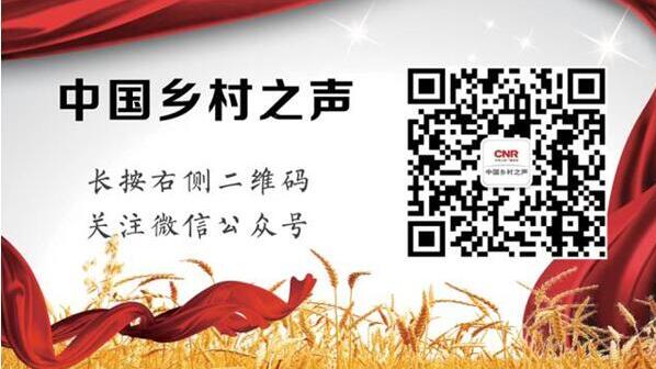 WilliamHill茉莉花全面上市产量、价格双丰收(图1)