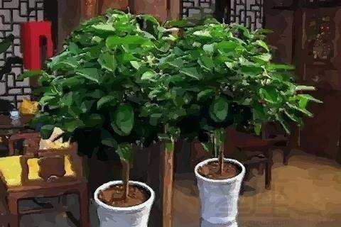 北京风水大师秦阳明平安树摆放禁忌有哪些(图2)