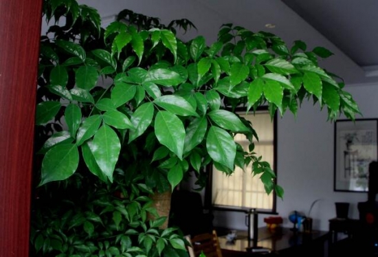 植物与风水：10种风水植物的摆放(图7)