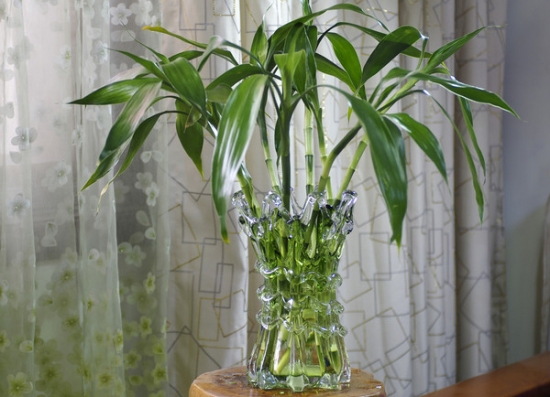 植物与风水：10种风水植物的摆放(图4)