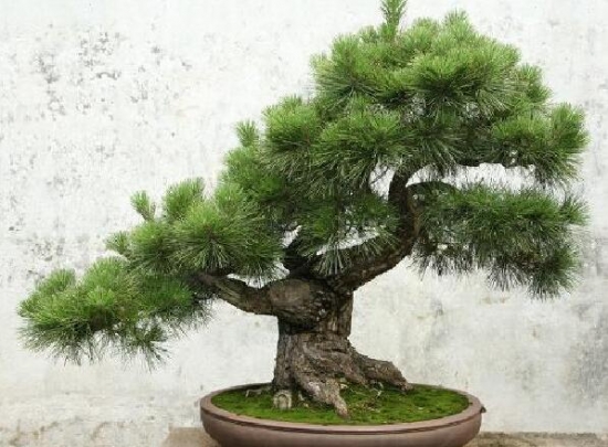 植物与风水：10种风水植物的摆放(图5)