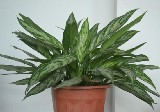 植物与风水：10种风水植物的摆放(图6)