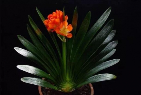 植物与风水：10种风水植物的摆放(图8)