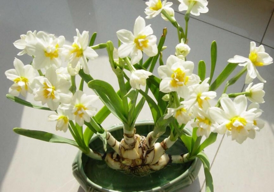 植物与风水：10种风水植物的摆放(图11)