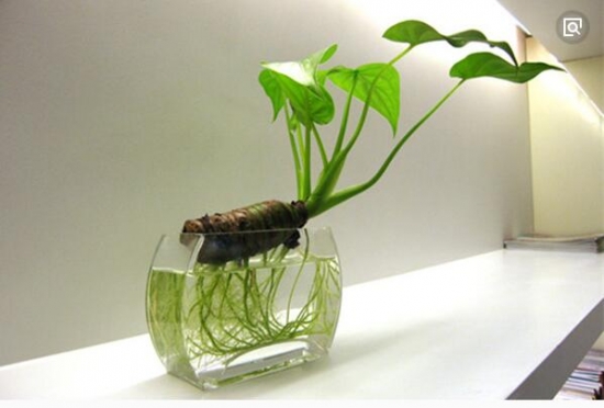 植物与风水：10种风水植物的摆放(图10)