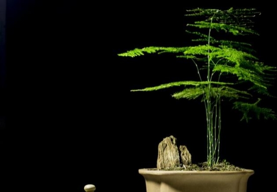 植物与风水：10种风水植物的摆放(图9)
