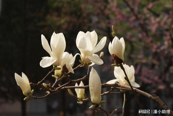 陆傲峰谈玉兰花的寓意和象征风水(图1)