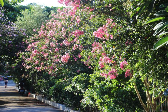 植WilliamHill物小科普——紫薇(图2)