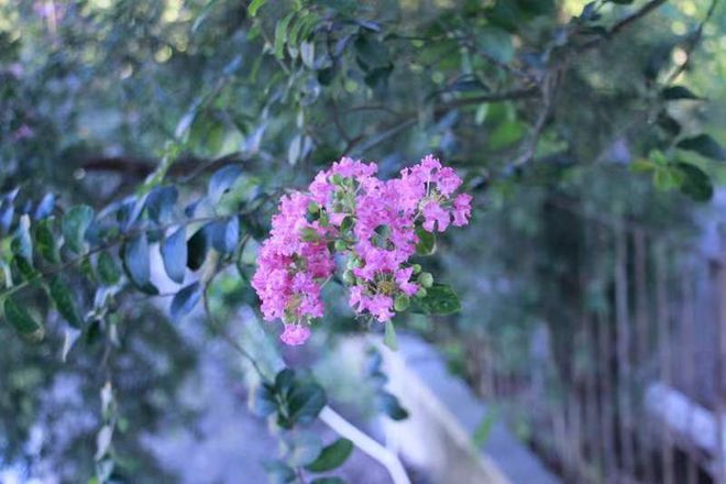 植WilliamHill物小科普——紫薇(图1)