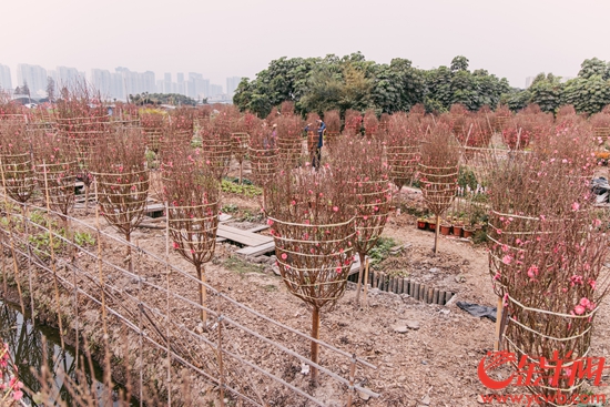 海北桃花开正艳有农欢喜有农愁(图2)