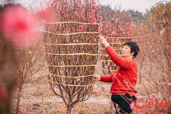 海北桃花开正艳有农欢喜有农愁(图4)
